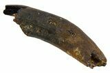 Cretaceous Fossil Mammal Partial Tooth - Montana #341156-1